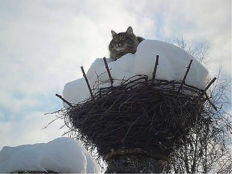 Картина коты прилетели