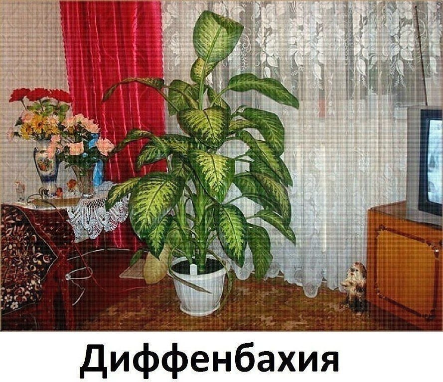 Диффенбахия Фото Уход