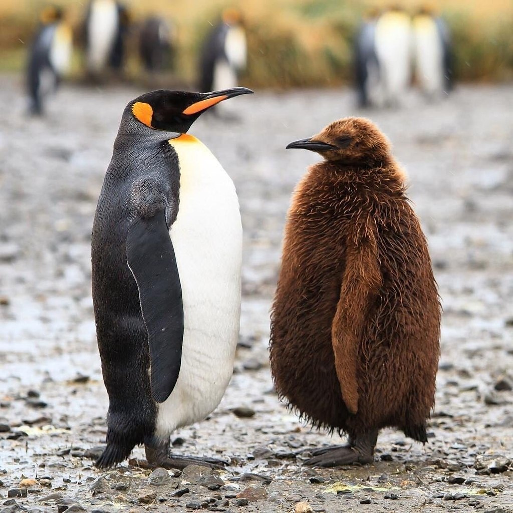 Птенец королевского пингвина