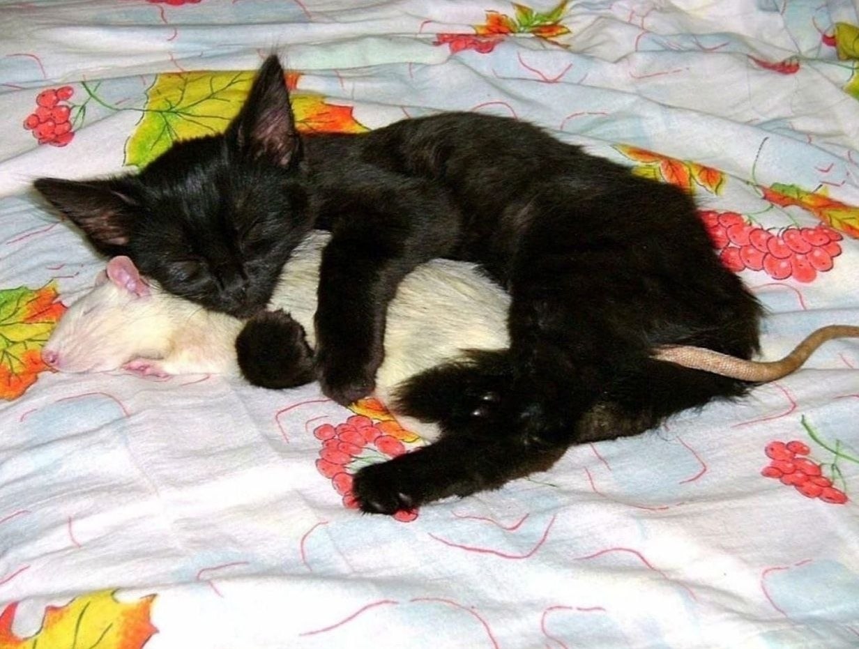 Кошка спит с мышкой