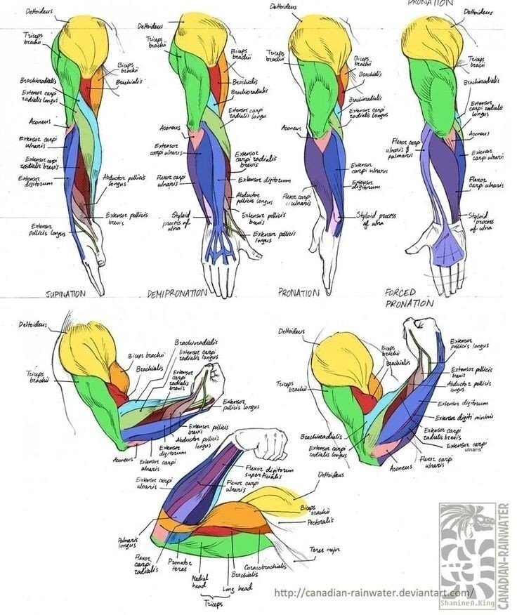 Мышцы руки человека с названиями в картинках