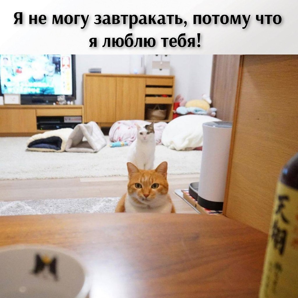 Без кота жизнь не та картинки