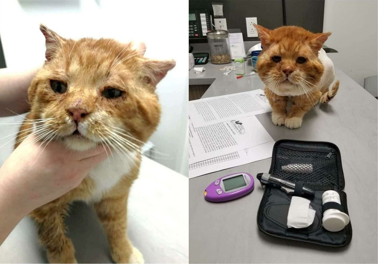 Кот изменит жизнь. Кот замер. замерзший котик мило.
