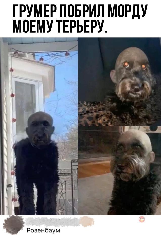 Собака с бритой головой мем