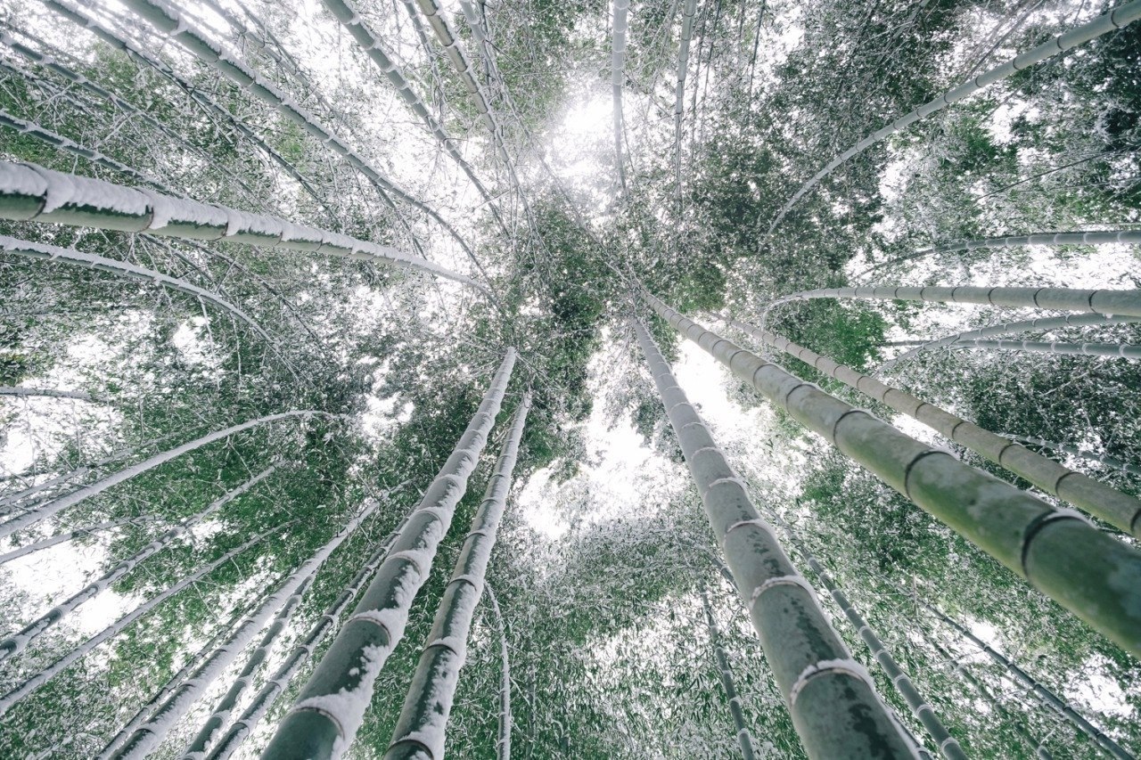 Бамбуковый лес в снегу Киото Япония