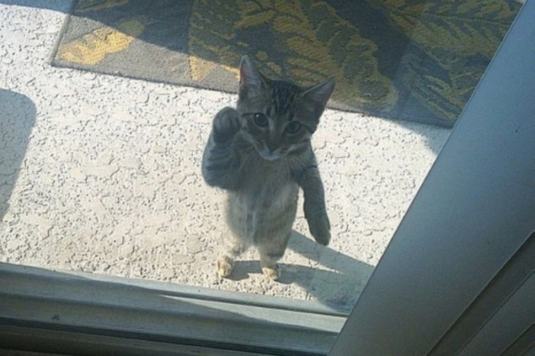Кот стучится в окно