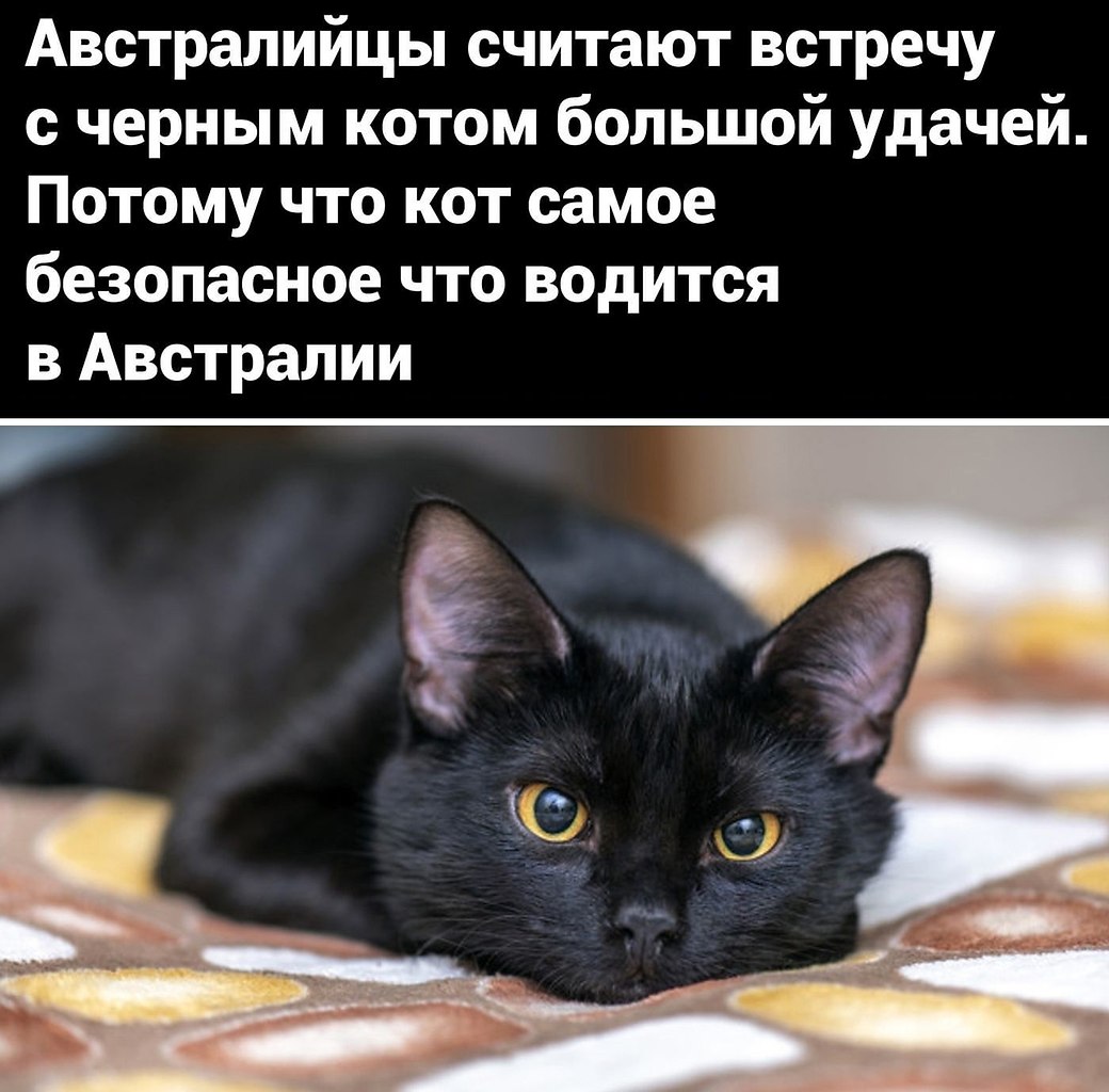 кот играет с австралией