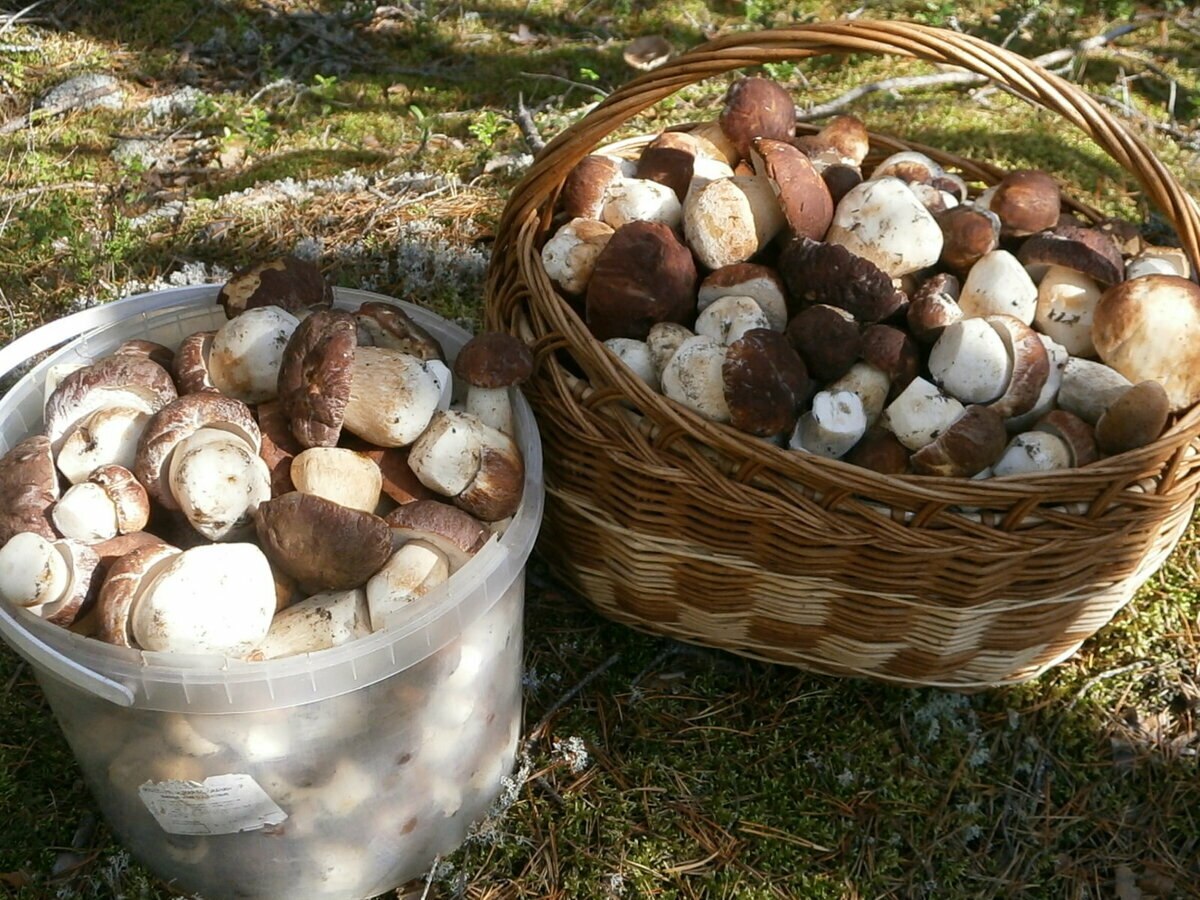 Сбор грибов Боровиков в лесу