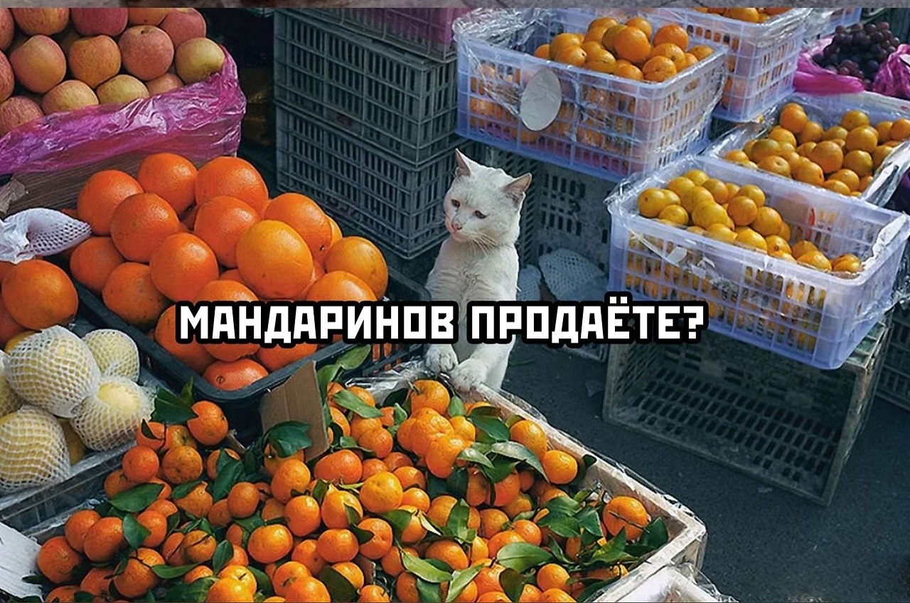 Кот с мандаринами