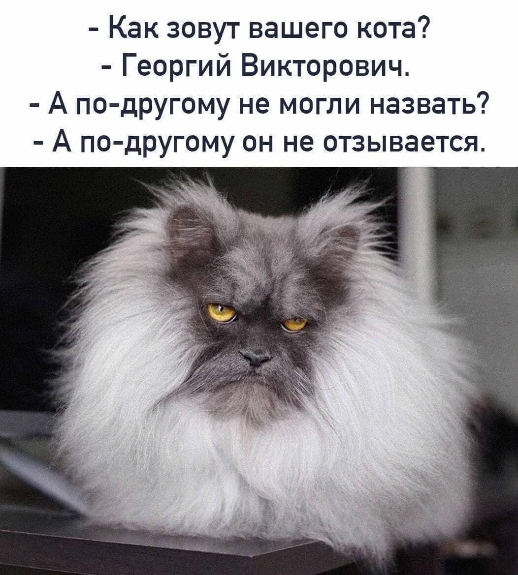 Как зовут вашего кота