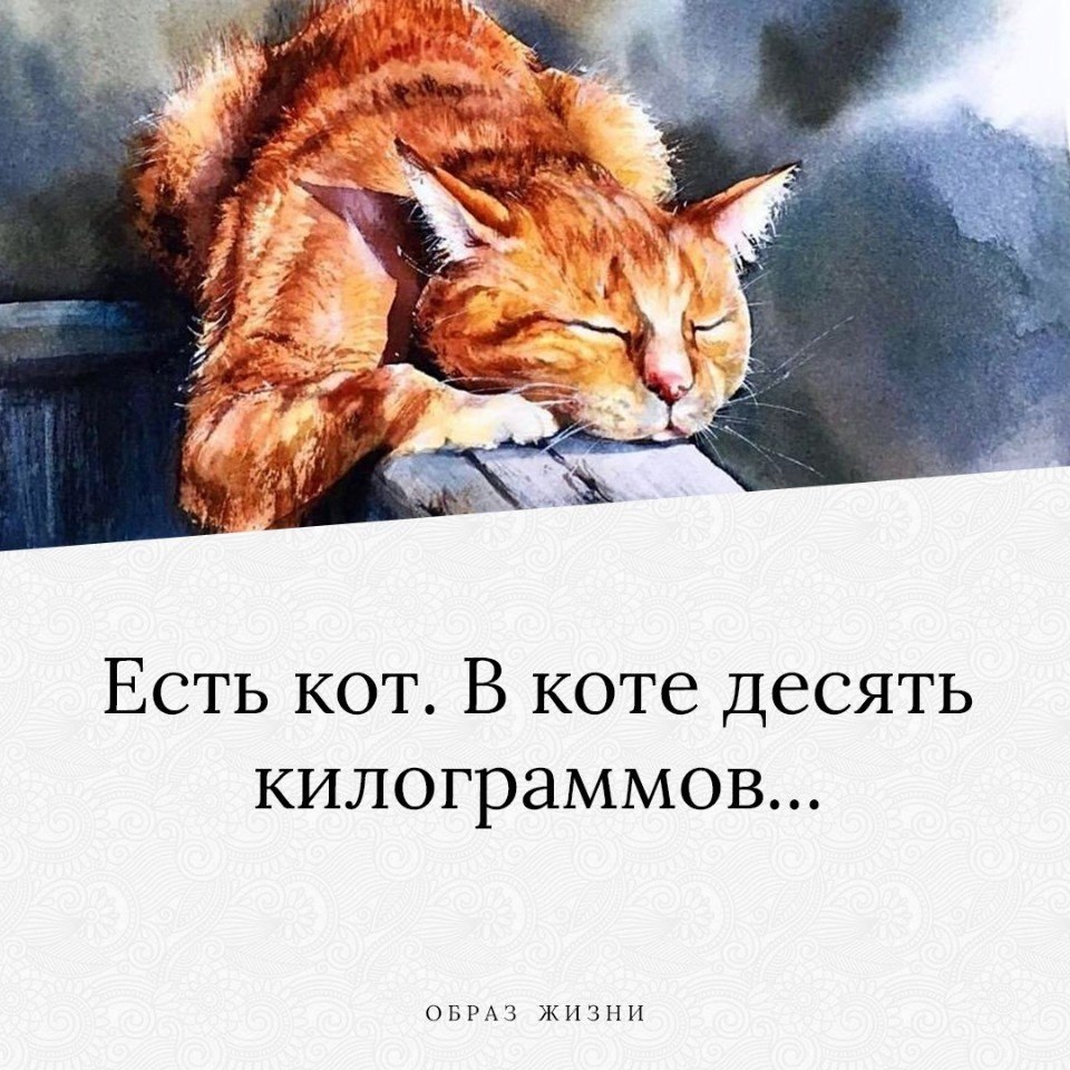 10 кота. Есть кот в коте десять килограммов. Есть кот в коте десять килограммов уважаемые. Есть кот. В коте 10 килограмм. Кот 10.