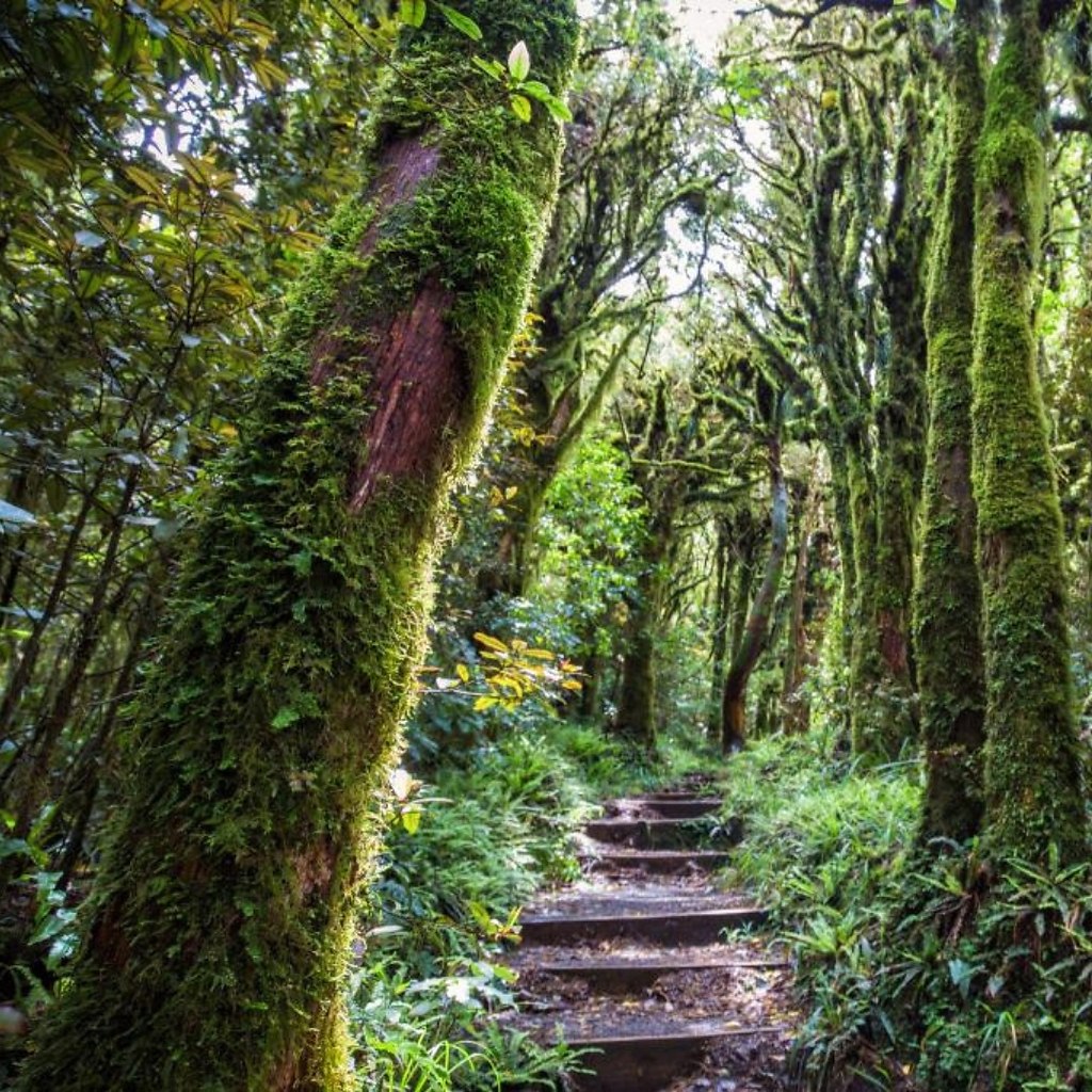 Лес гоблинов, новая Зеландия