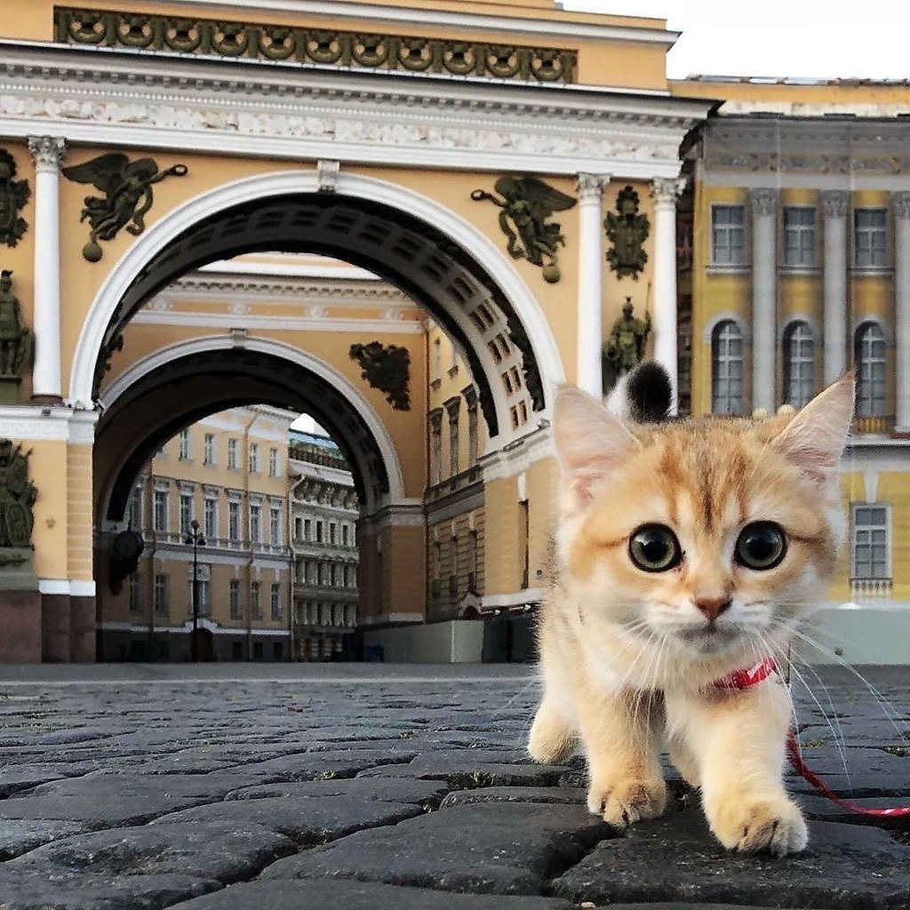 Коты спб картинки