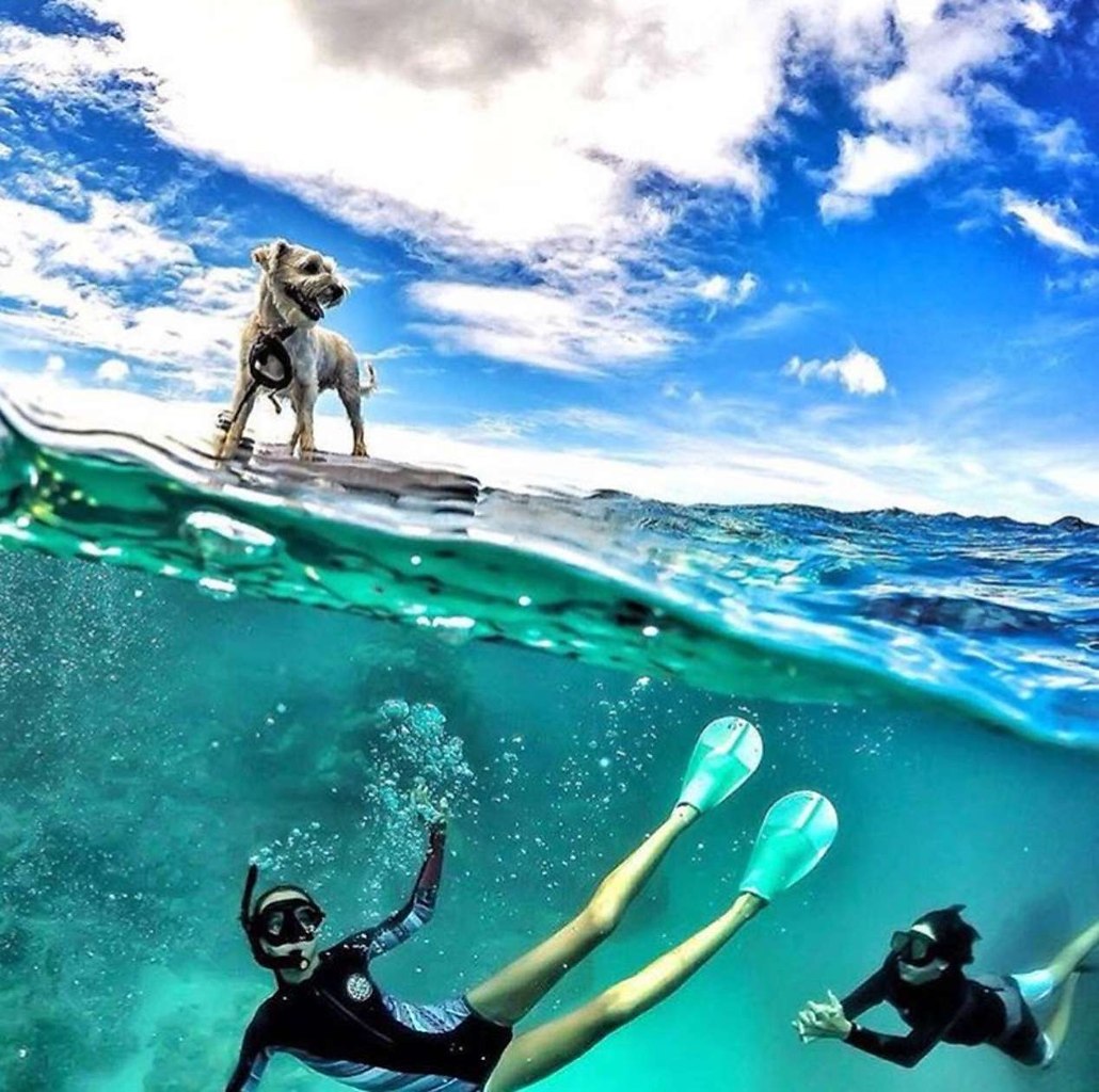 Half water. GOPRO море. GOPRO подводная съемка. Undersea GOPRO. Go Pro 9 подводная съемка фотографий.