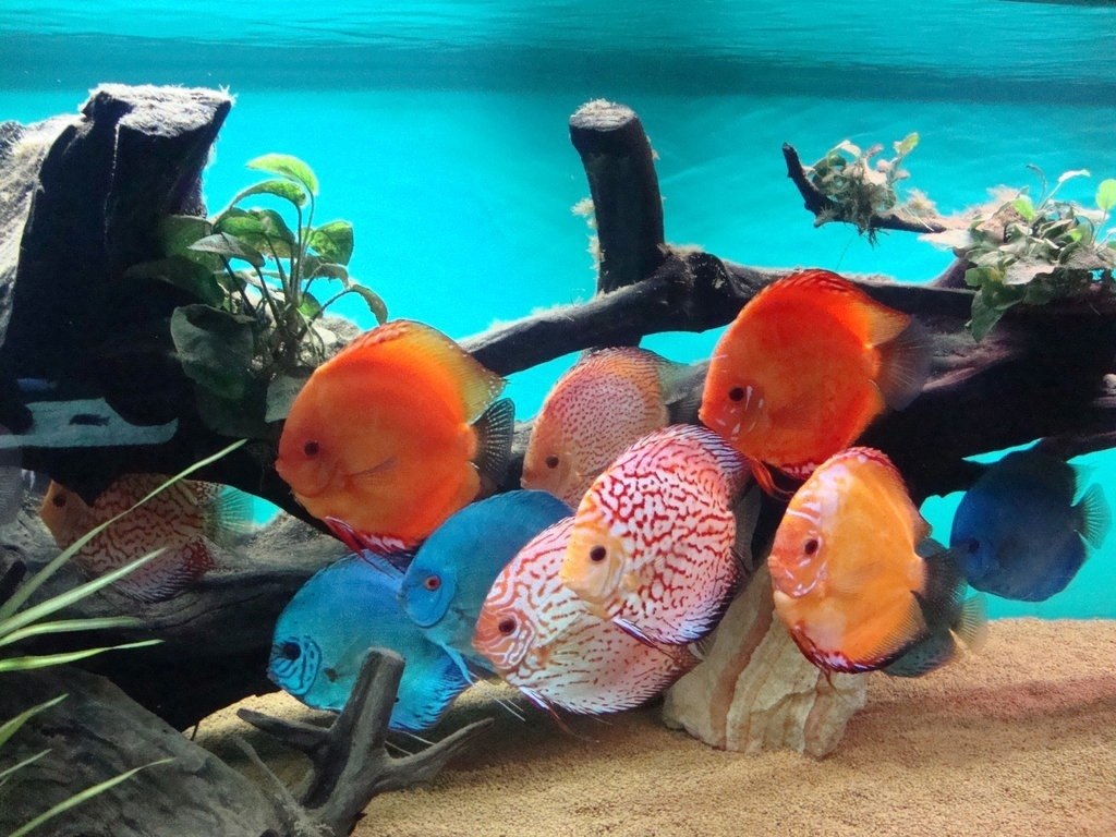 Дискусы в аквариуме фото