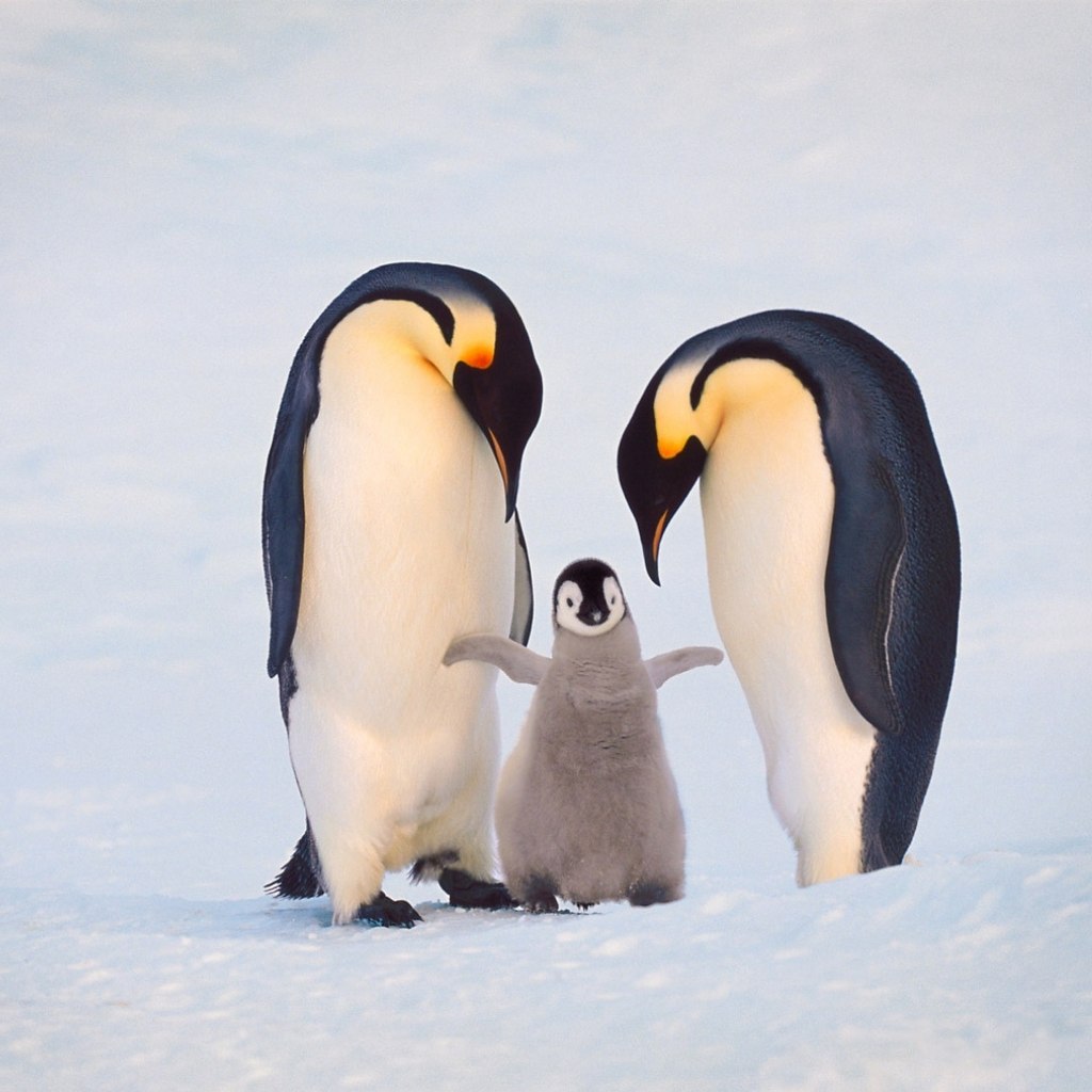 Императорский Пингвин рост в сравнении с человеком