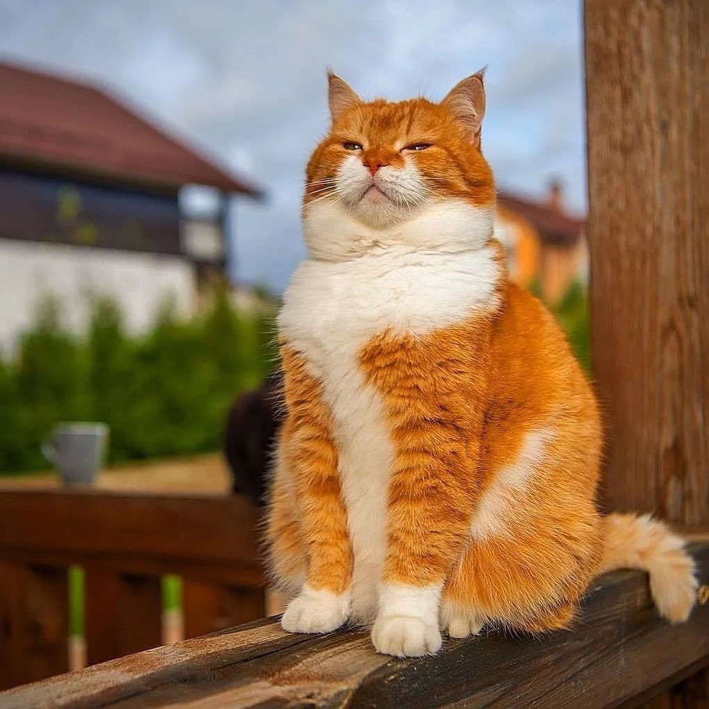 Толстый кот белокормчневый