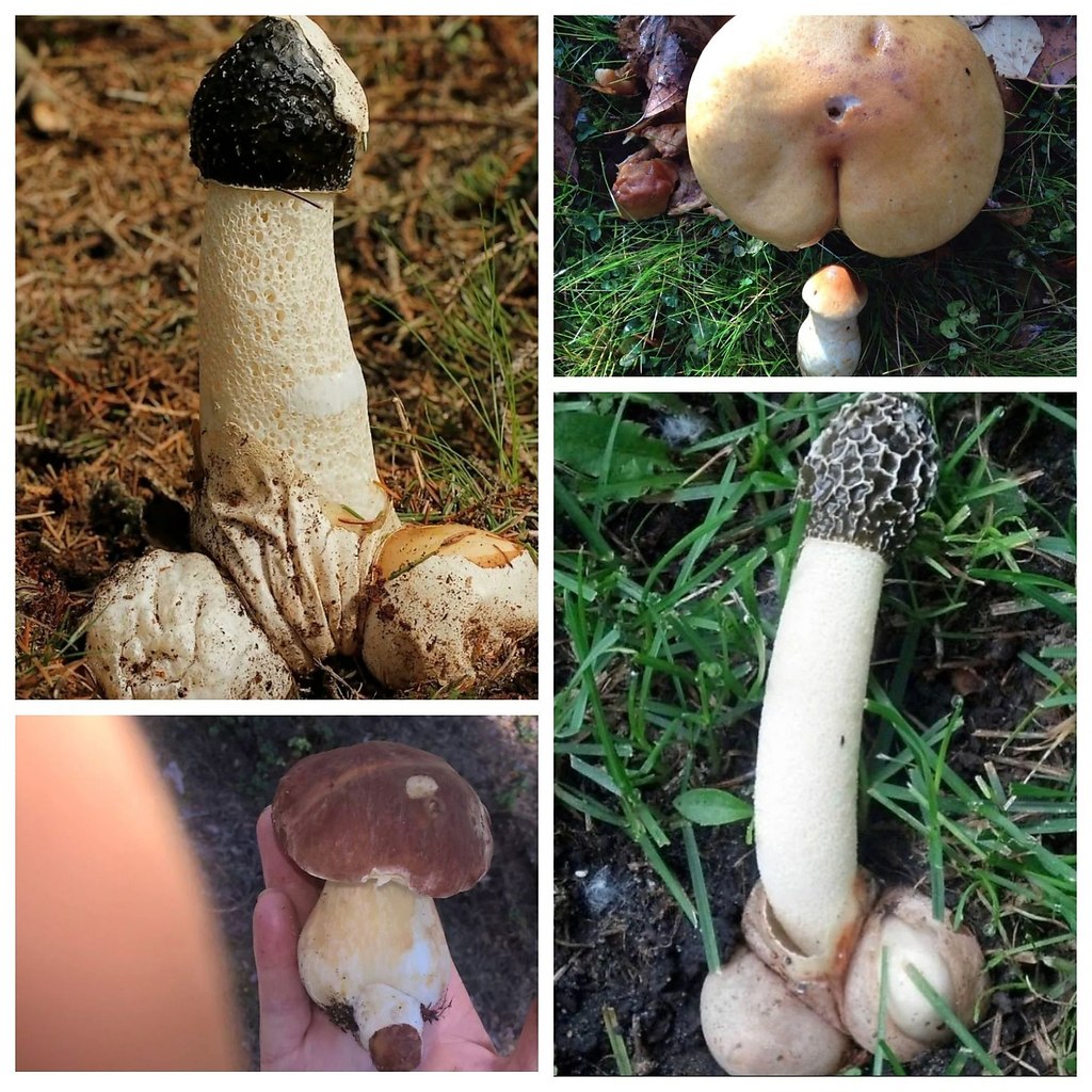 порно собирала грибы фото 72
