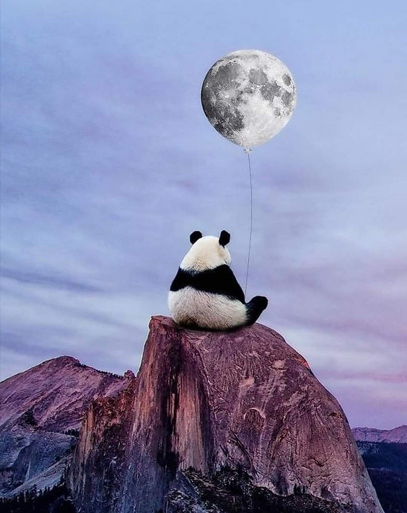 Одинокая Панда