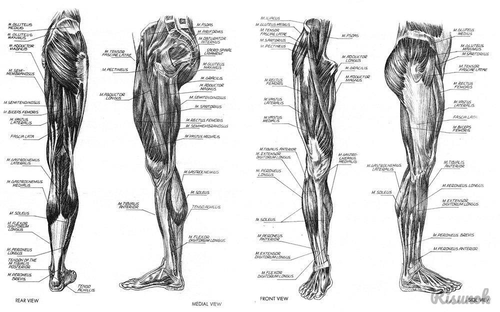Мышцы стопы анатомия человека рисунок с подписями