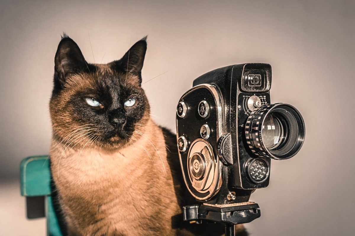 Кот с камерой