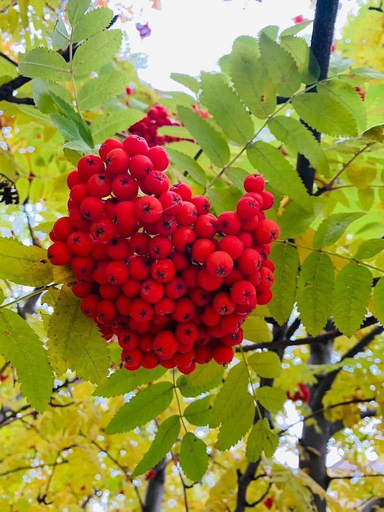 Вкус горькой рябины. Рябина горькая. Жаркая рябина. Рябина красная картинки красивые. Жаркой рябины горькую кисть.