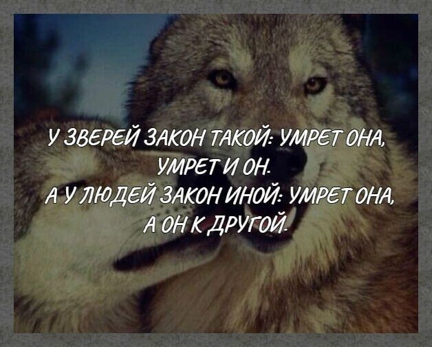 Что скажут животные людям. Влюбленный волк уже. Закон Волков. Влюбленный волк не хищник. Законы волка цитаты.