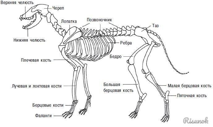 На рисунке лопатка собаки обозначена цифрой