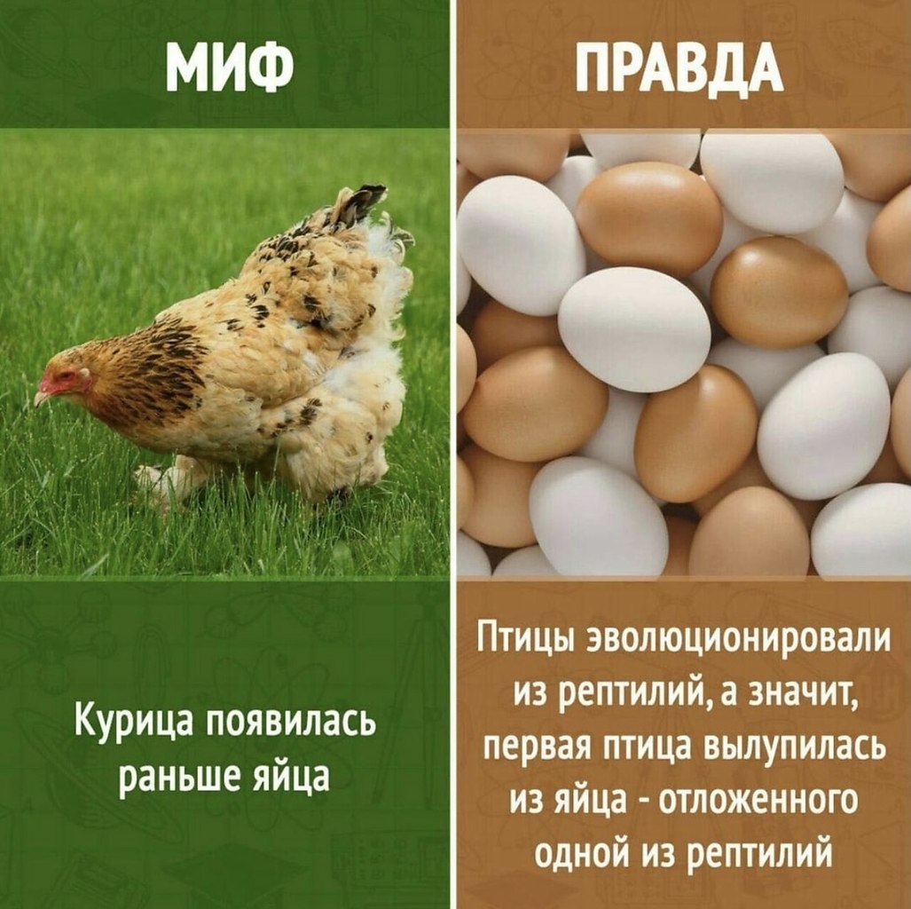 Что появилось первее курица. Курица или яйцо. Что появилось первым яйцо или курица. Что появилось раньше курица или яйцо ответ. Яйцо или курица ответ.