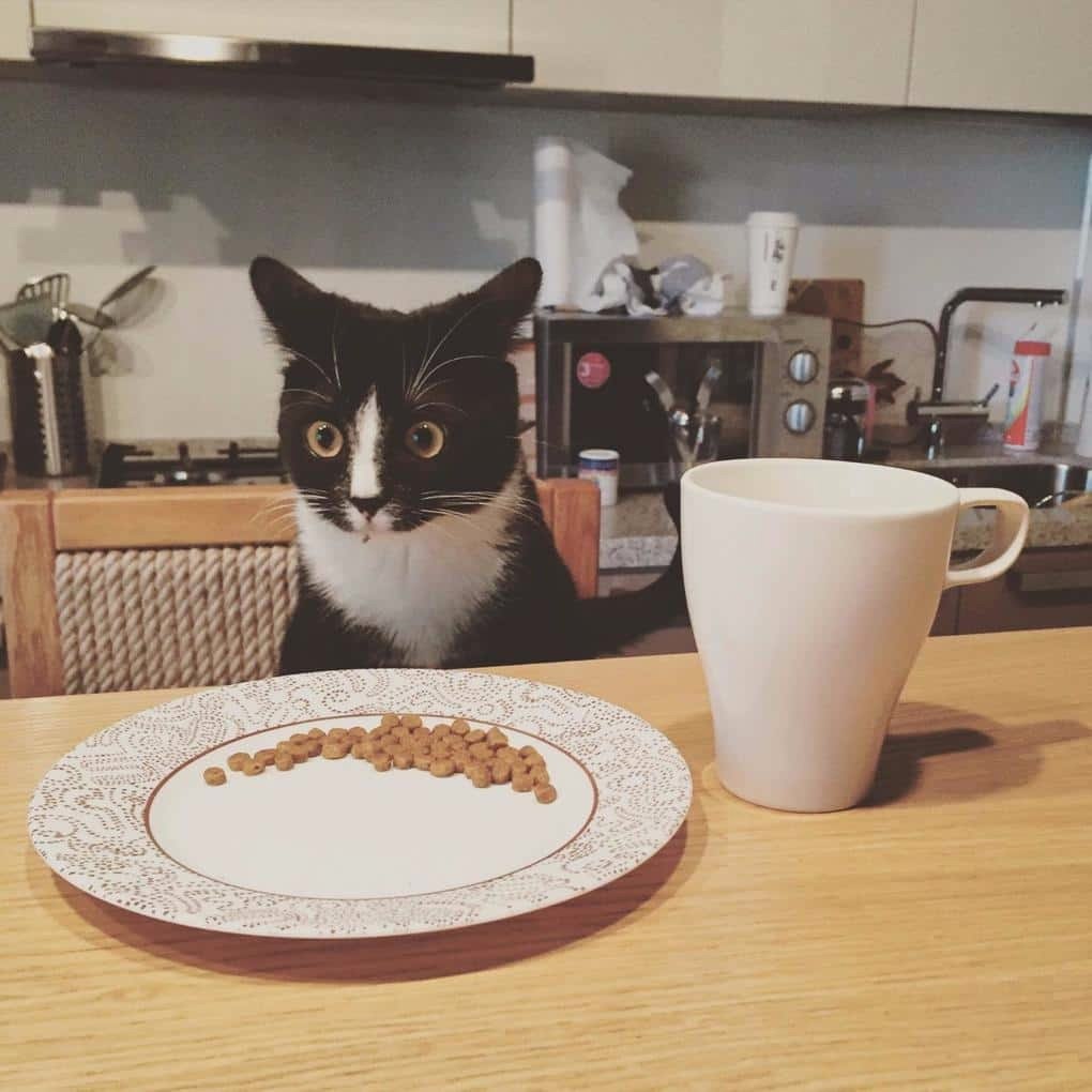 Котик завтракает