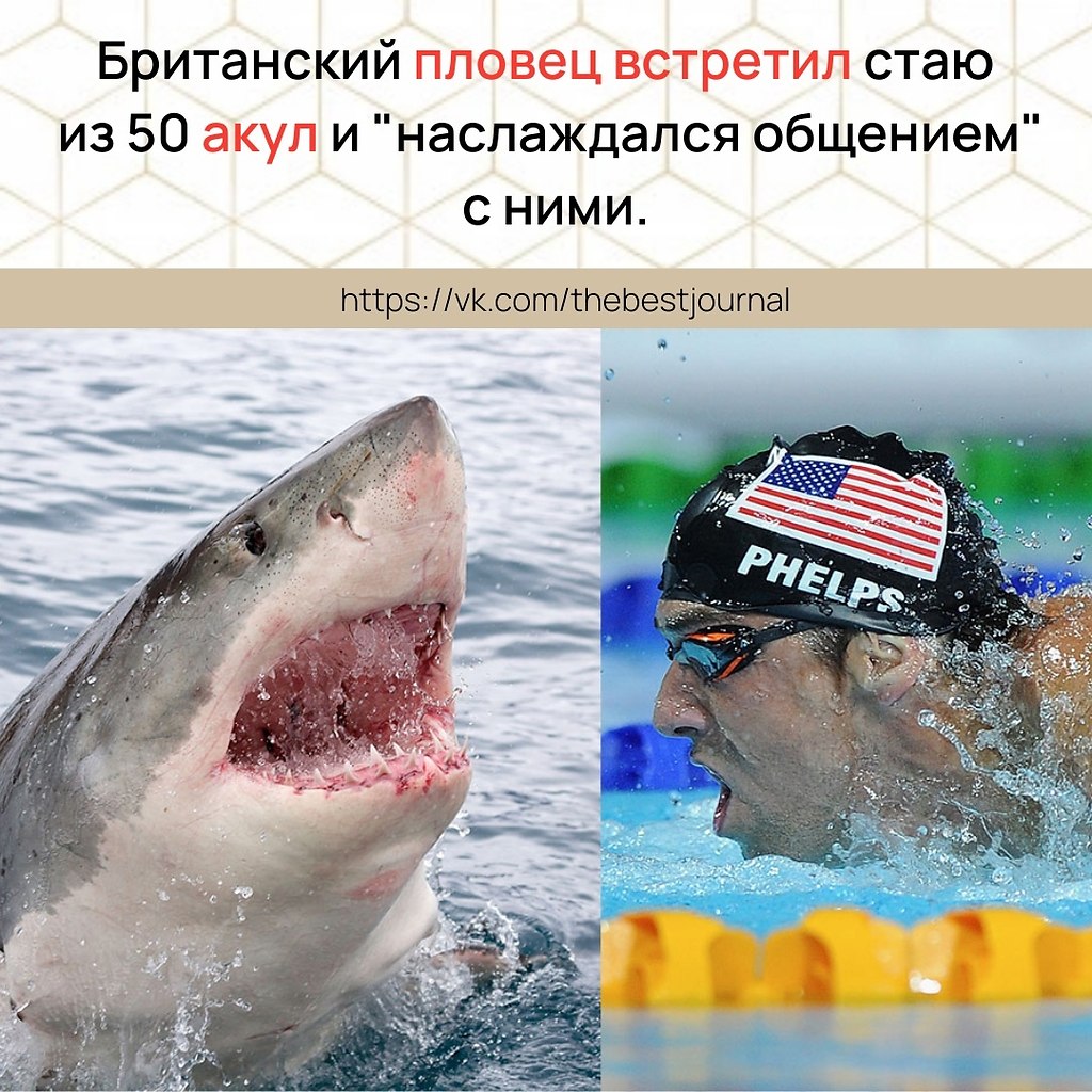Майкл Фелпс акула