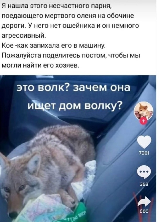 Мем про волка и собаку