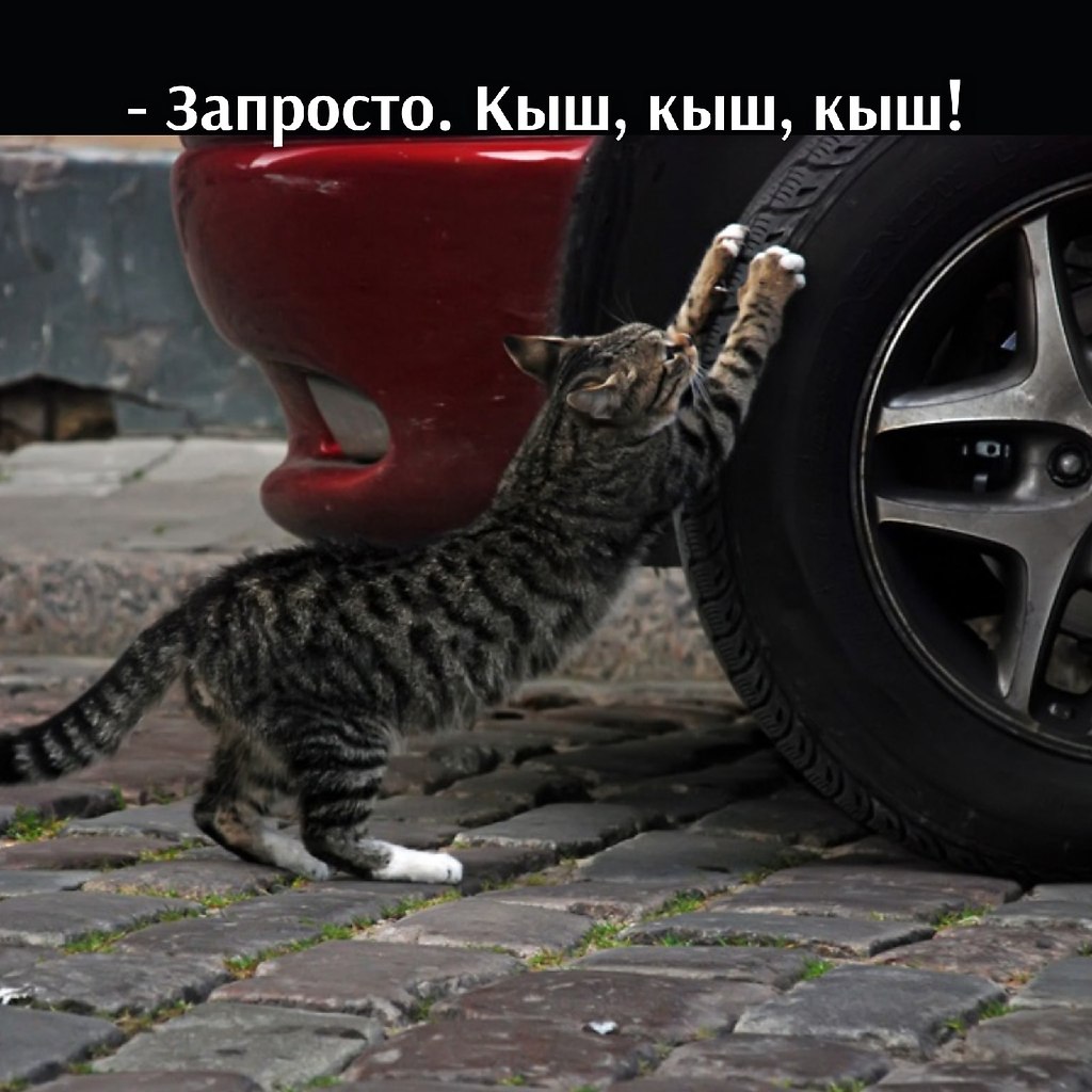 Котик меняет колесо на машине