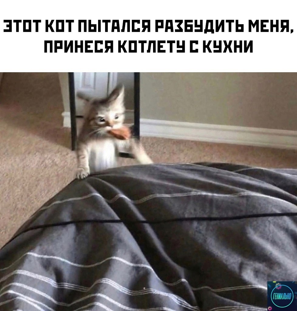 Кота стаскивают с кровати с визгом