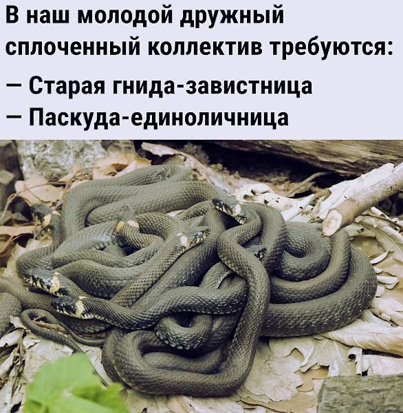 Женский коллектив змеи