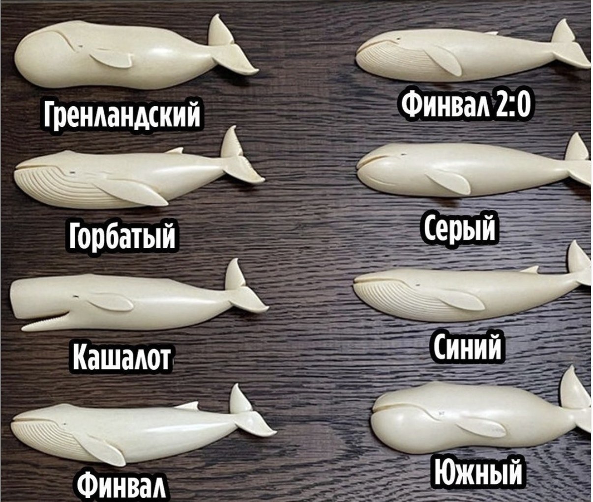 Разновидность китов название и фото