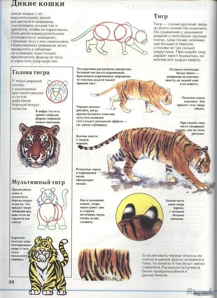 Какие особенности внешнего строения тигра. Строение тигра. Строение головы тигра. Особенности строения тигра. Анатомия Амурского тигра.