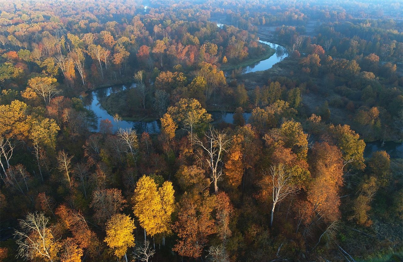 Картинки заповедника брянский лес