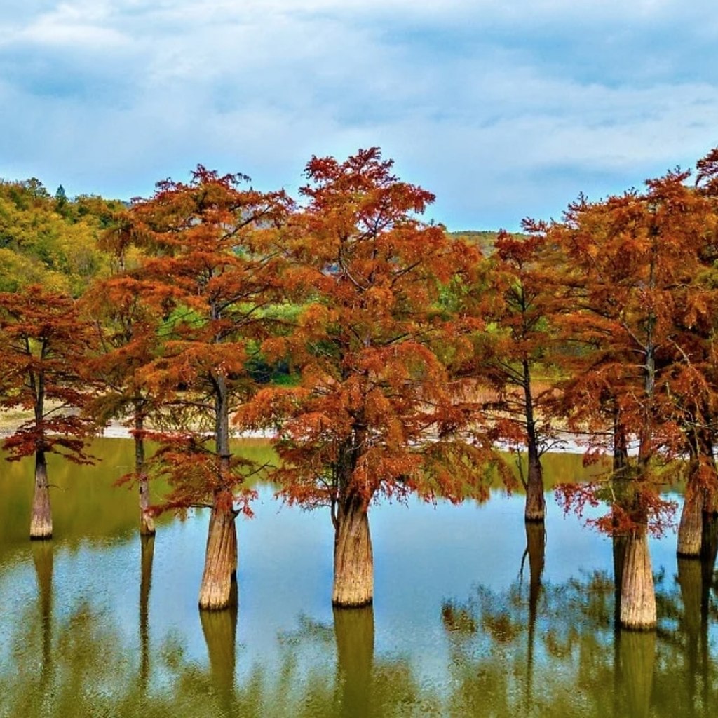 Сукко озеро с кипарисами