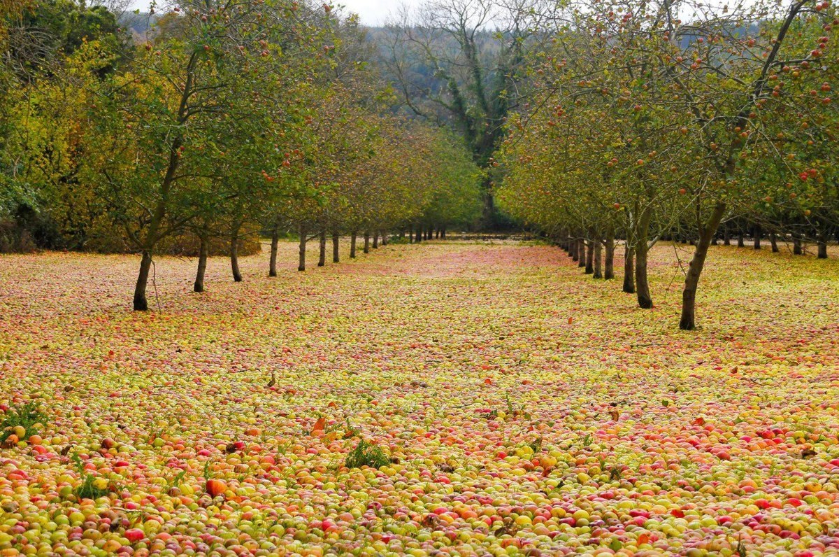 Яблочный сад после урагана Офелия в Ирландии