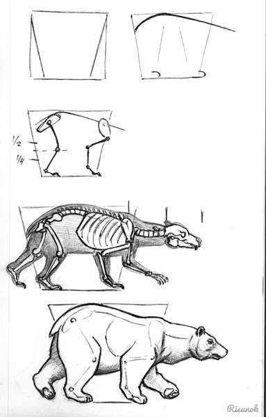 Медведь чертеж. Бурый медведь строение тела. Медведь пропорции тела бурый. Строение головы медведя. Бурый медведь анатомия для художников.