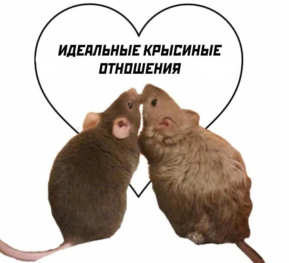 Крысы любовь