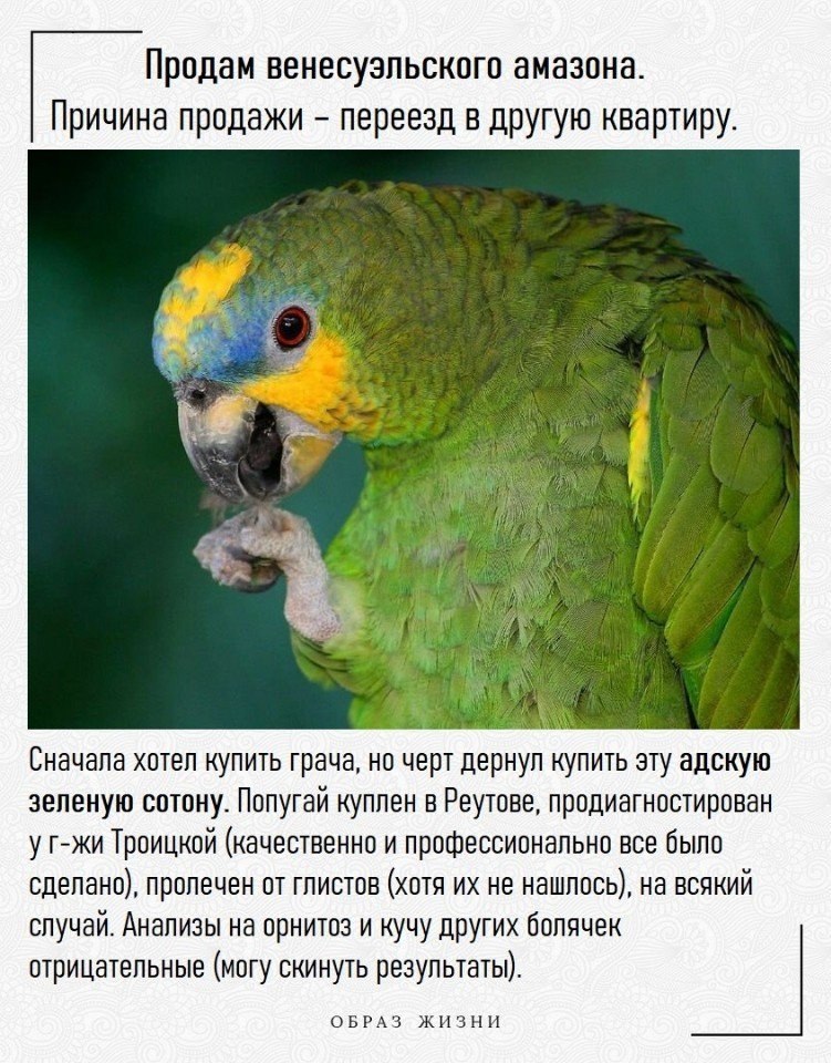 Смешное объявление о продаже попугая. Объявление о продаже попугая. Объявление про попугая. Смешное объявление о продаже попугая. Объявление о продаже попугая.