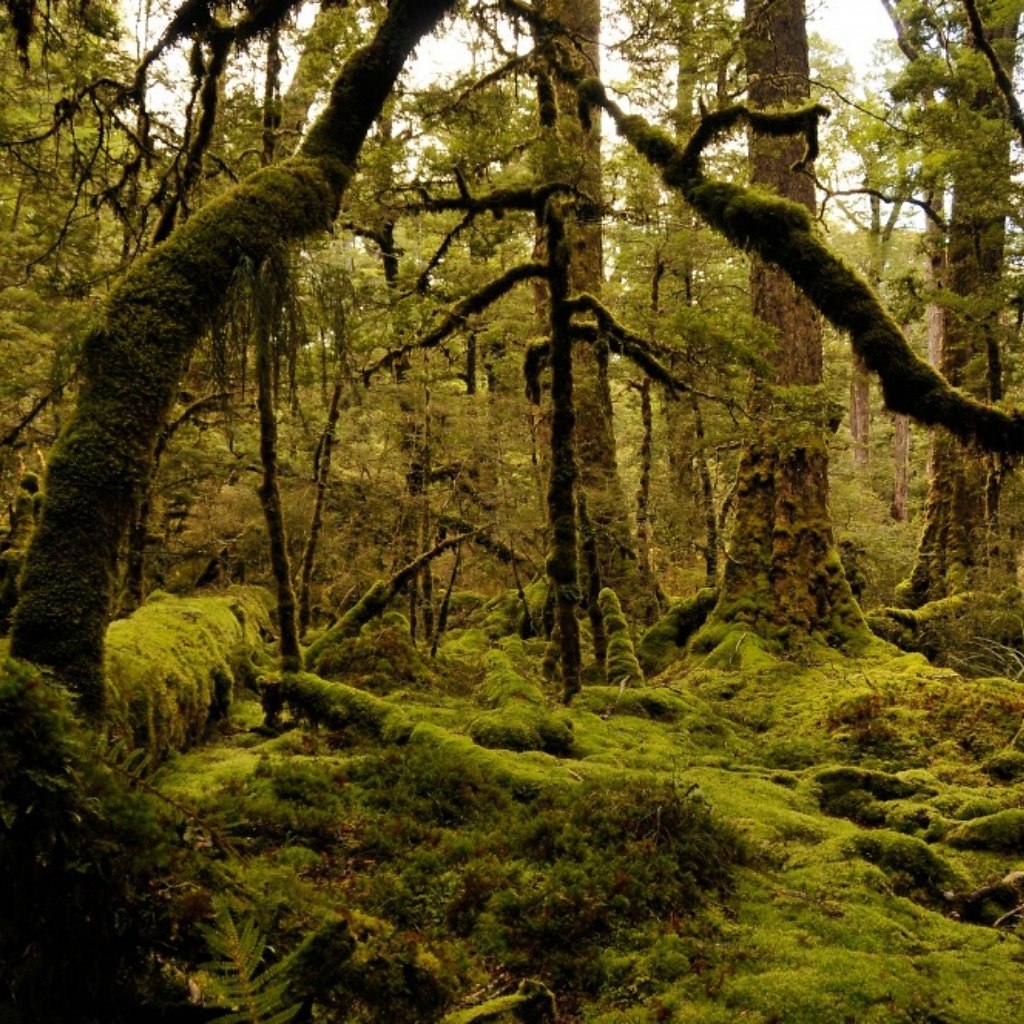 Субтропический лес новой Зеландии