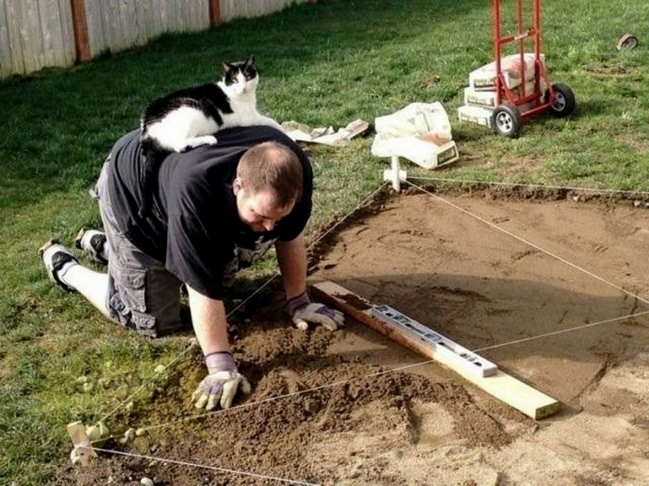 Кот работает на даче