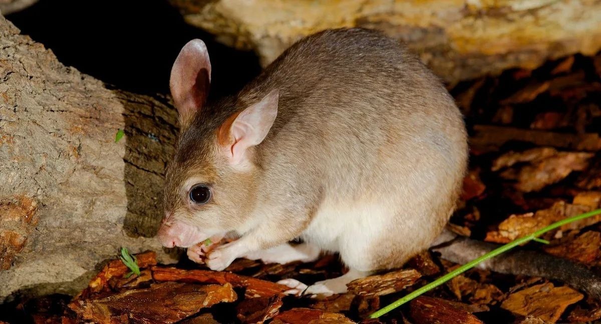 Мадагаскарская крыса