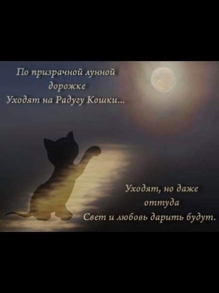 Кот ушел на радугу картинки