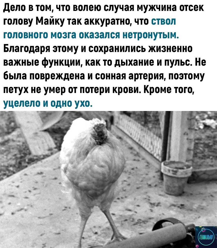 Рацион кур кур на птицефабрике. Сколько курочек надо на одного петуха. Петух бывший. Сколько куры могут прожить без еды. Сколько куры могут прожить без еды.