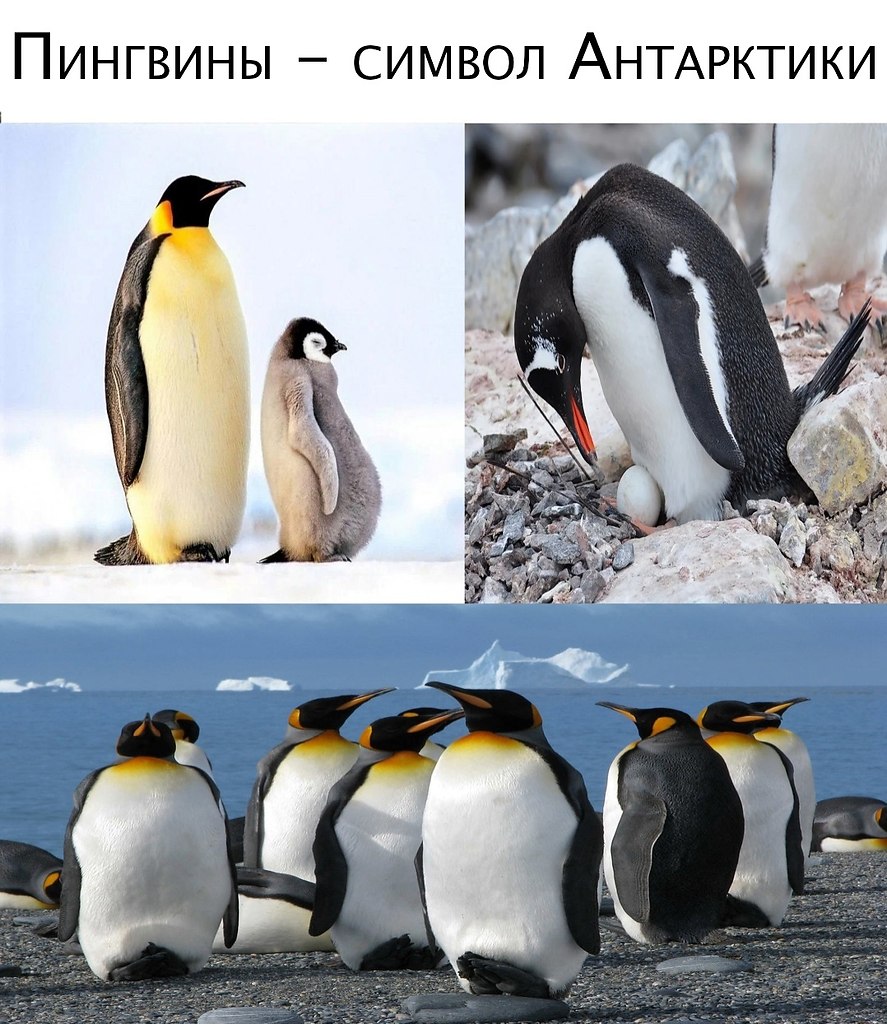 Виды пингвинов в Антарктиде
