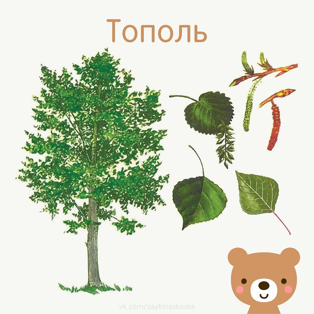 Рисунок тополя для детей